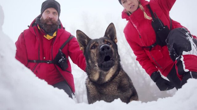 Mountain rescue service with dog on operation outdoors in winter in forest.