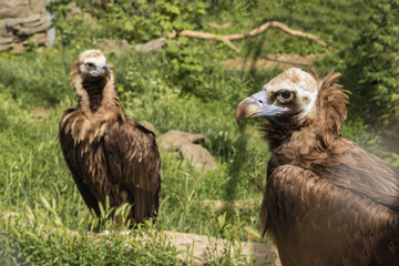 Horizontal portrait of two griffon vultures.
