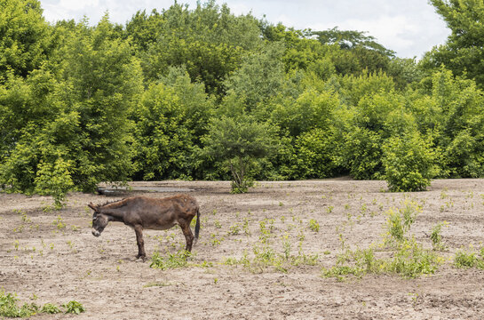 Picture of one donkey stands outdoors.
