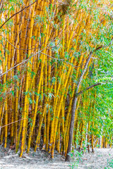 Green yellow bamboo trees tropical forest San José Costa Rica.