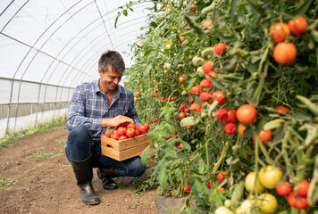 Worker looking at tomatoes in wooden crate while crouching in greenhouse.