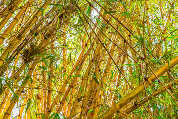 Green yellow bamboo trees tropical forest San José Costa Rica.