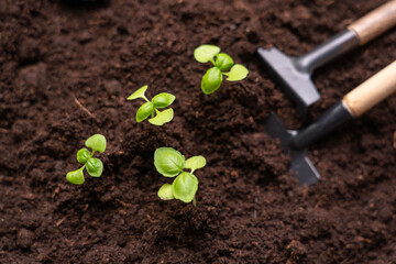 Many basil sprouts on the ground, a miniature shovel and a rake nearby.
