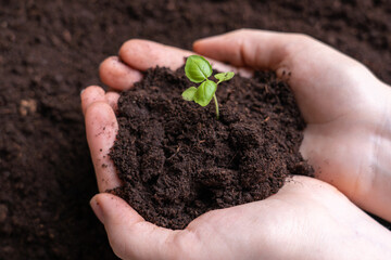 Women's palms hold the ground and the sprout of the basil