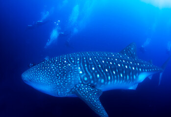 Gigantic Whale Shark and divers.
