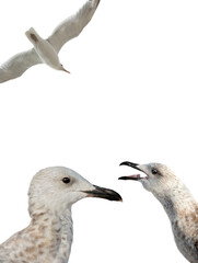 Fototapeta premium portrait of a crying seagull on a white background
