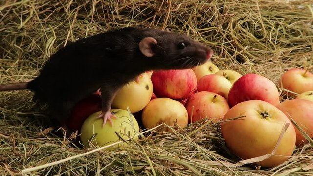 Red apples lie in the hay. The black rat is sniffing the air.