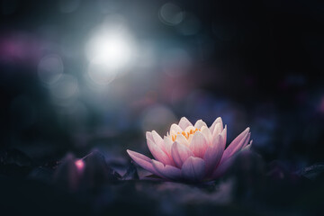 Pink lotus flower on shiny dark background  - obrazy, fototapety, plakaty