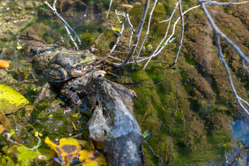 Large speckled frog close-up in the wild. Animal in good quality.