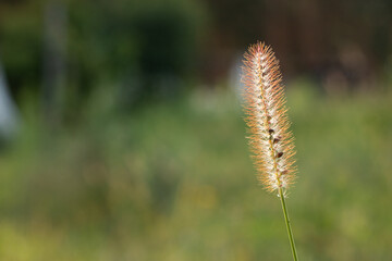 Lonely spikelet on a blurred green background in the rays of backlight