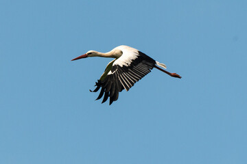 Cigogne blanche, .Ciconia ciconia, White Stork