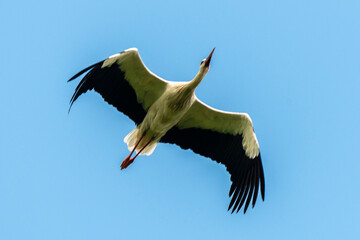 Cigogne blanche, .Ciconia ciconia, White Stork