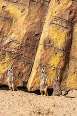 The meerkats are looking up with interest. Photo symbolizes the concepts: impossible task, difficult goal, impossible to achieve success, purposefulness.