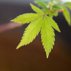 Vista de cerca de flores y hojas de marihuana (Cannabis)