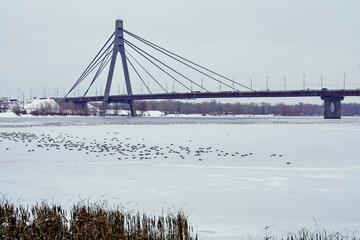 Seagulls winter on ice near the bridge