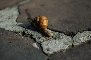 snail on a stone