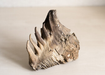  mammoth tooth with roots on  gray background. Fossilized remains of extinct herbivores....