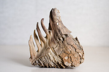  mammoth tooth with roots on  gray background. Fossilized remains of extinct herbivores....