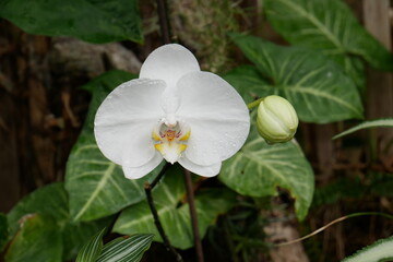 Orchidée blanche et bouton de fleur 