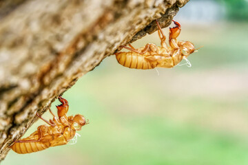 The cicada stains on trees in a nature background.