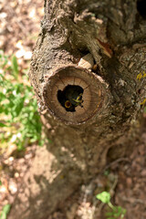 Two small birds in a nest inside a tree