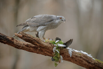 Wild goshawk with prey