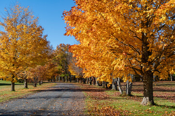 Sugar maples in their fall splendor line a path.