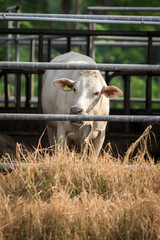 Beef cattle on a farm