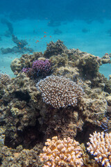 Colorful, picturesque coral reef at the bottom of tropical sea, hard corals and exotic fishes, underwater landscape