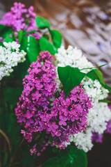 beautiful bouquet of purple and white lilacs with water drops on petals and leaves on a glass background