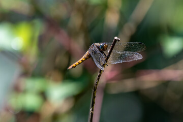 The resting Dragonfly docked at the branch tip in the dark background.