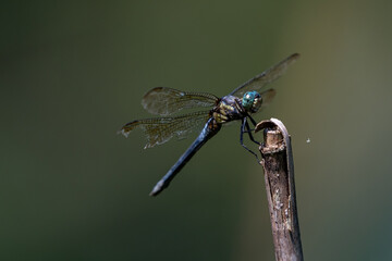 The resting Dragonfly docked at the branch tip in the dark background.