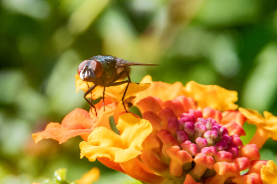 mouche verte butinant le nectar d'une fleur