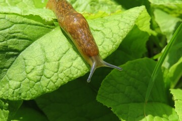 Brown slug in the garden on natural background - obrazy, fototapety, plakaty