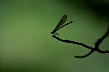 The dragonfly is silhouetted against a green background, perched on a branch.