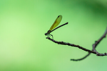 In the forest, dragonflies perch on branches against a green background.