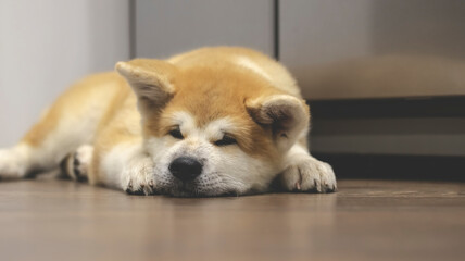 Pedigree dog Akita Inu close-up in the interior. The Akita Inu puppy is sleeping. 