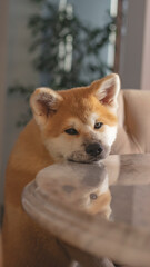 Pedigree dog Akita Inu close-up in the interior. The Akita Inu puppy is sleeping. 