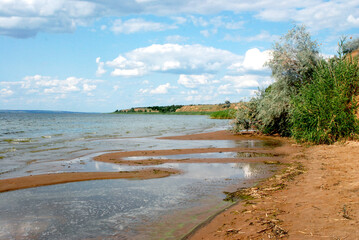 Bushes on the shore