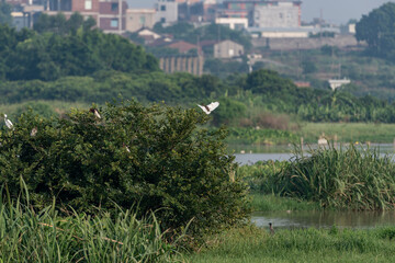 Fototapeta na wymiar The wetland park is ecologically good. Birds such as egrets are preying on it.