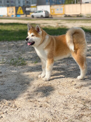 Close-up of a purebred Akita Inu dog playing in nature. Akita Inu puppy.