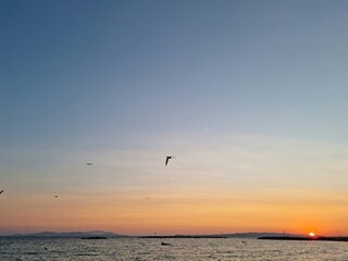 sunset over the sea and seagulls 