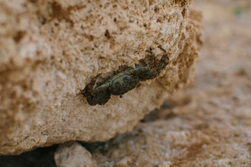 crab on a rock