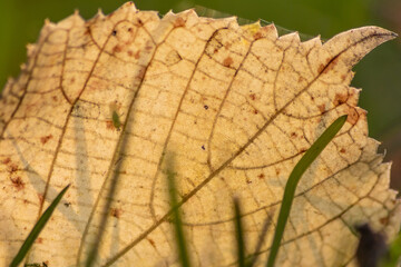 Colorful leaves in autumn and fall shine bright in the backlight and show their leaf veins in the sunlight with orange, red and yellow colors as beautiful side of nature in the cold season