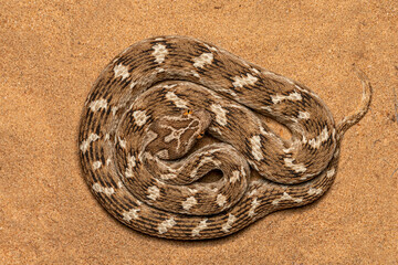 saw scaled viper from Dubai desert