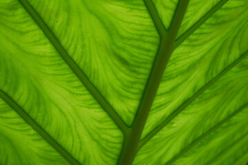 Gros plan sur les nervures d'une feuille de plante tropicale 