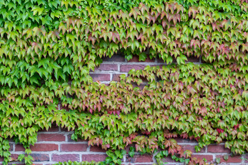 Many green leaves of wild wine climbing plant shows fresh air and healthy environment with wall...