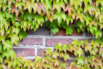 Many green leaves of wild wine climbing plant shows fresh air and healthy environment with wall climbing rank plant at rustic brickwall and colorful grapevine foliage wallpaper pattern green  facade