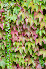 Many green leaves of wild wine climbing plant shows fresh air and healthy environment with wall...