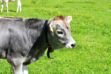 Portrait einer Kuh auf der Weide 